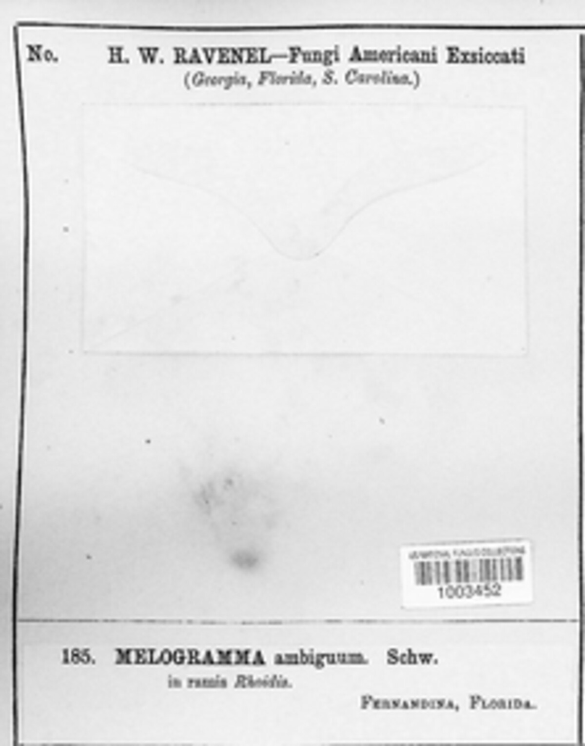 Peyronellaea obtusa image